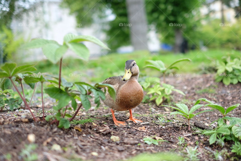 mallard