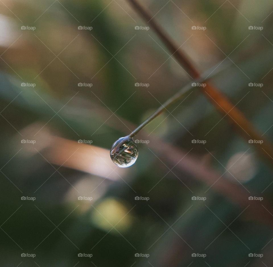 A drop of rain