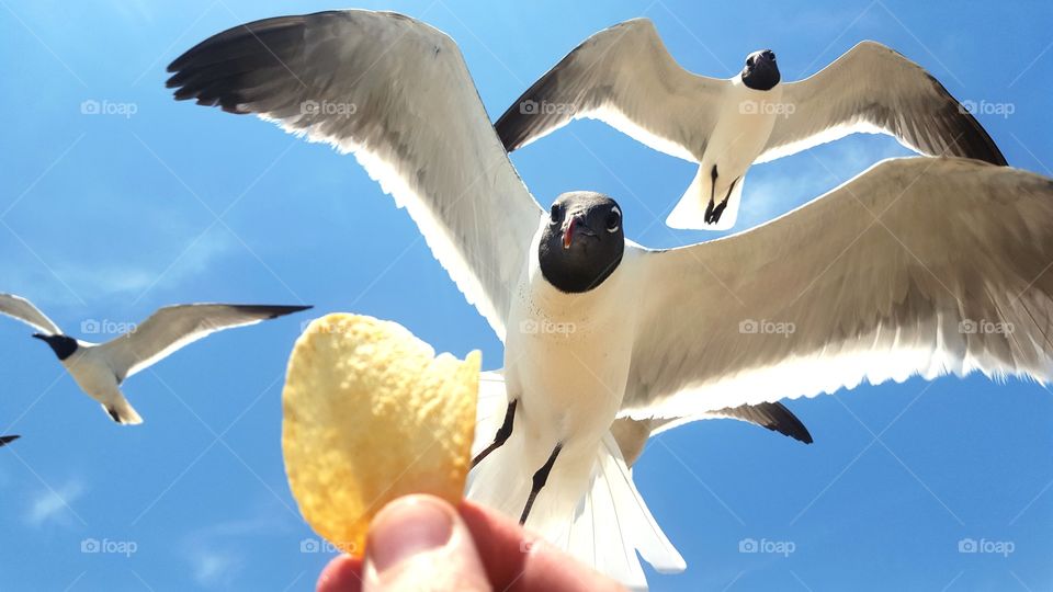 Feeding time