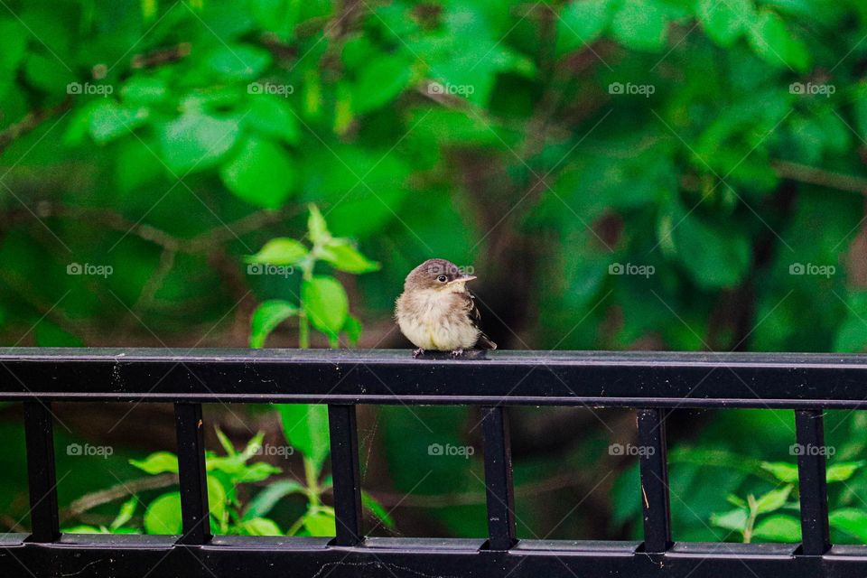 small bird on the fence