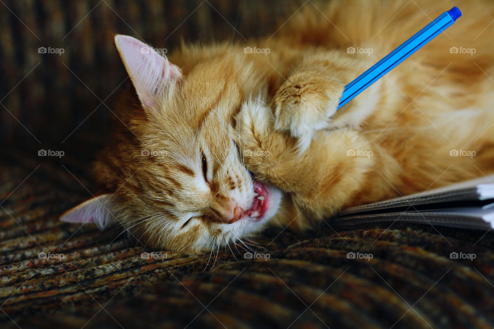 Ginger cat playing with pen