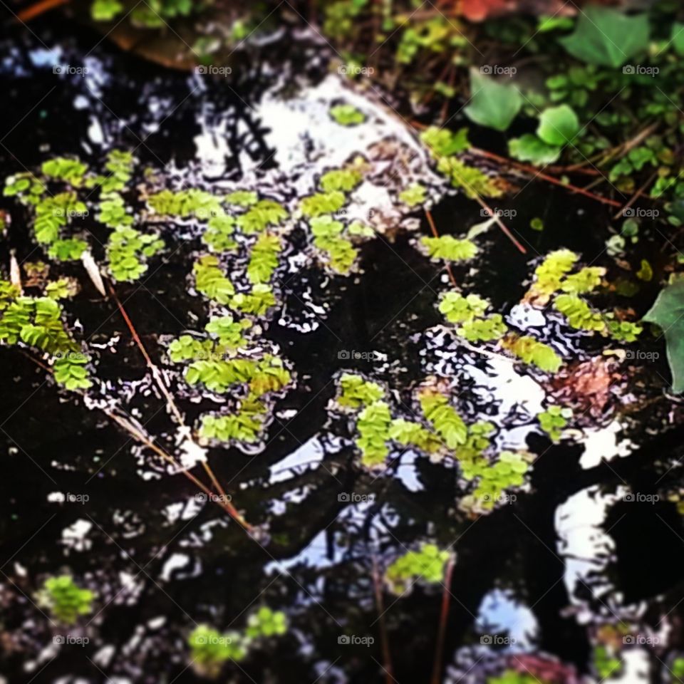 Lilly  Reflection 