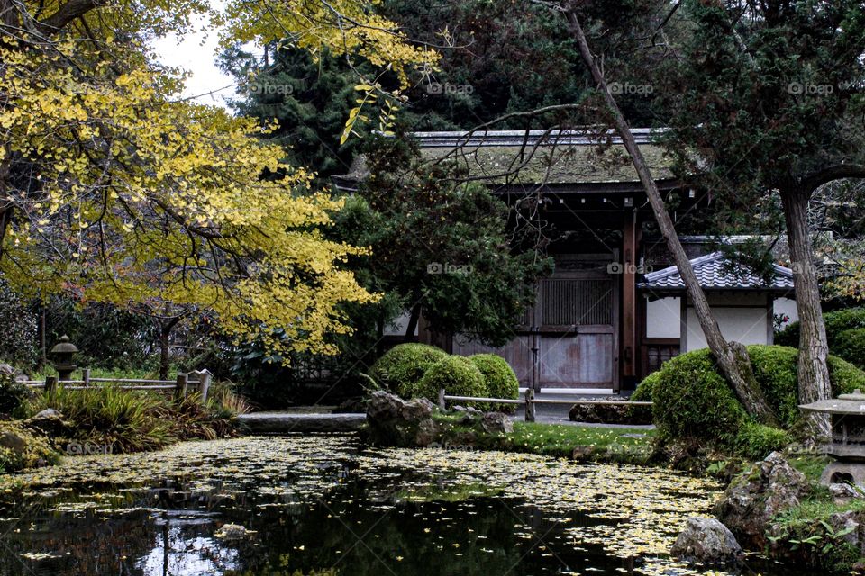Golden gate park,Japanese architecture,art,garden,San Francisco,leafs,yellow,fall