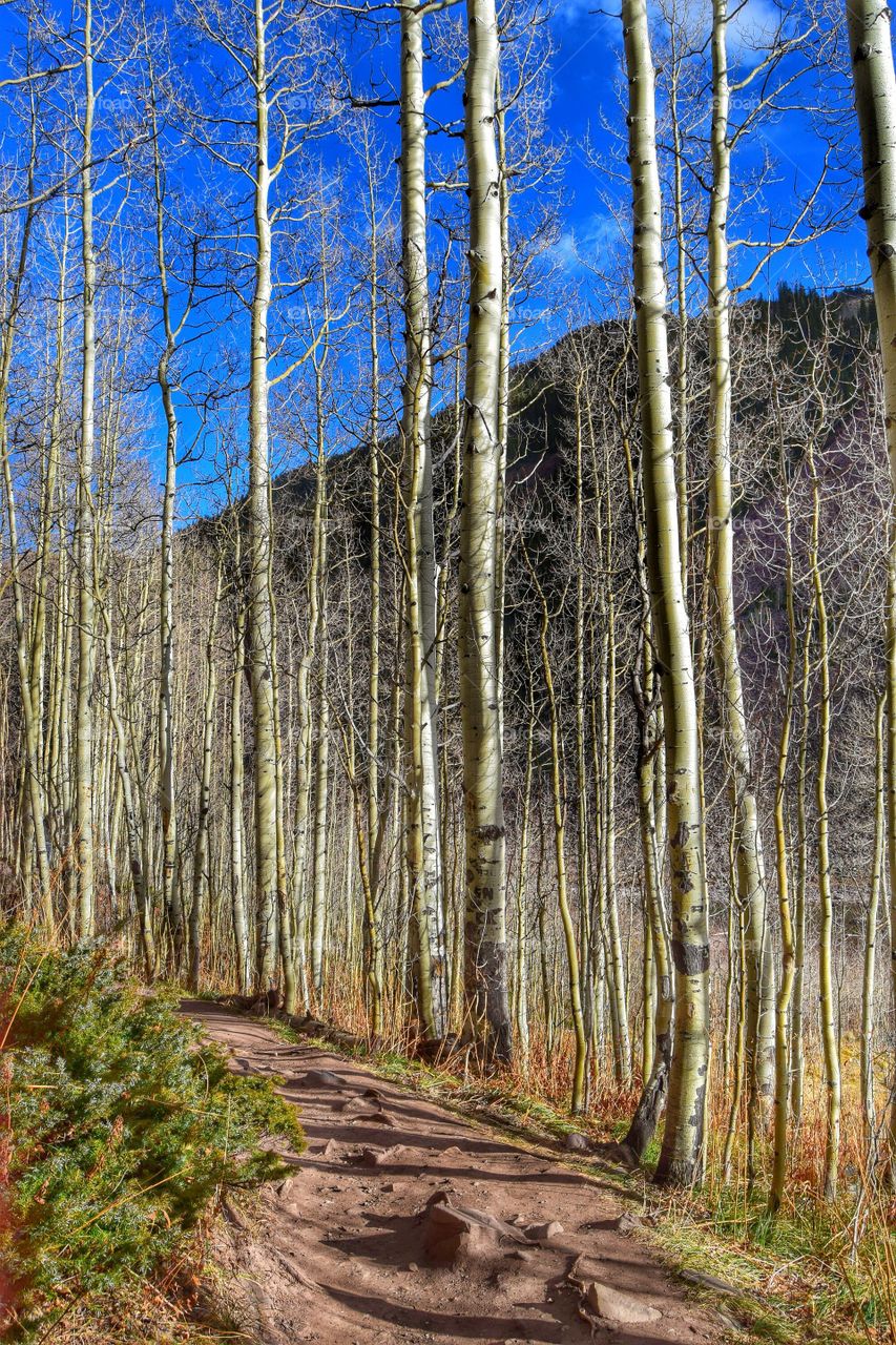 Aspens