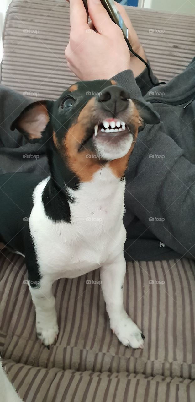 Mini Jack Russell Smile