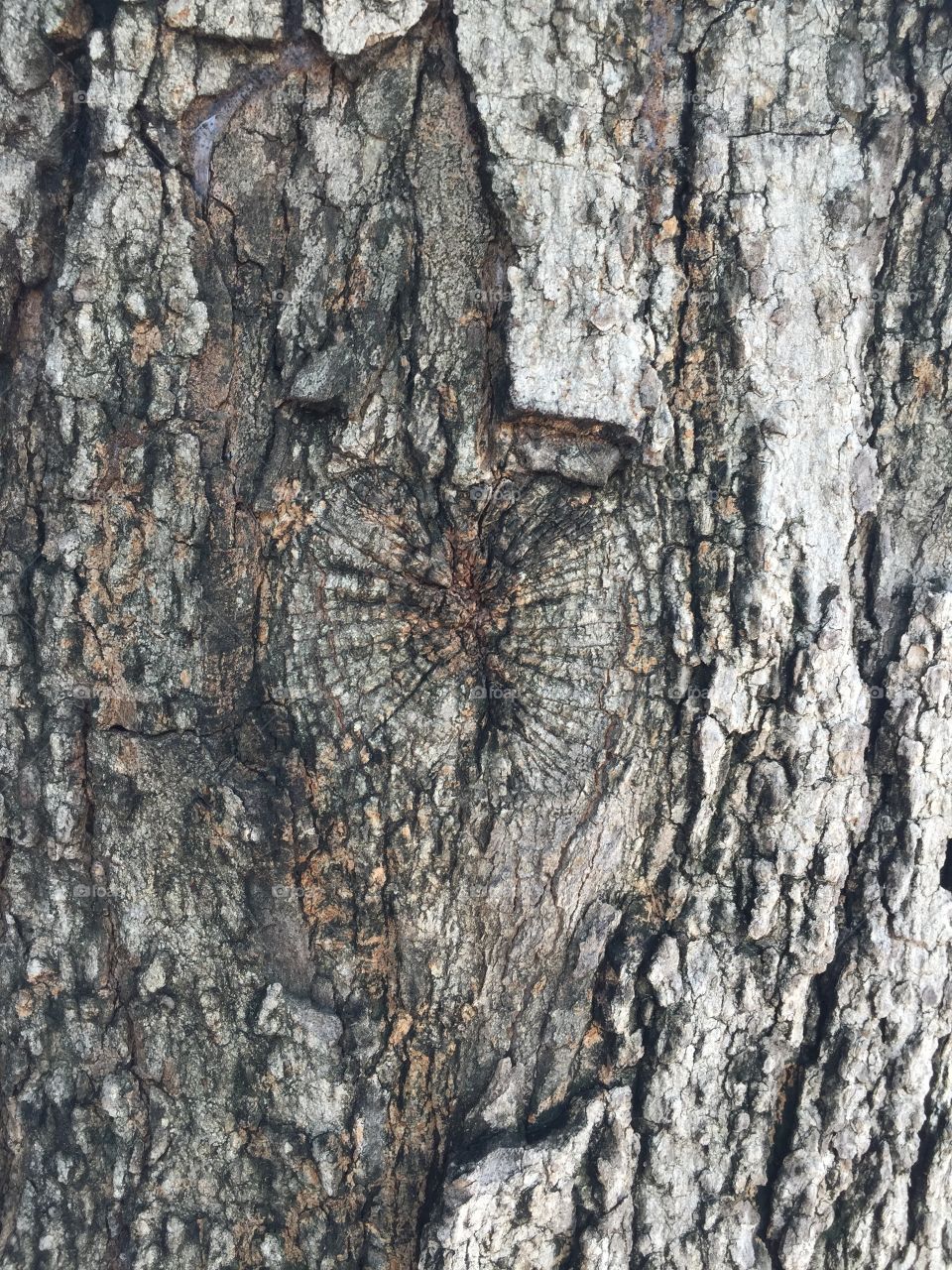 Bark texture, bud