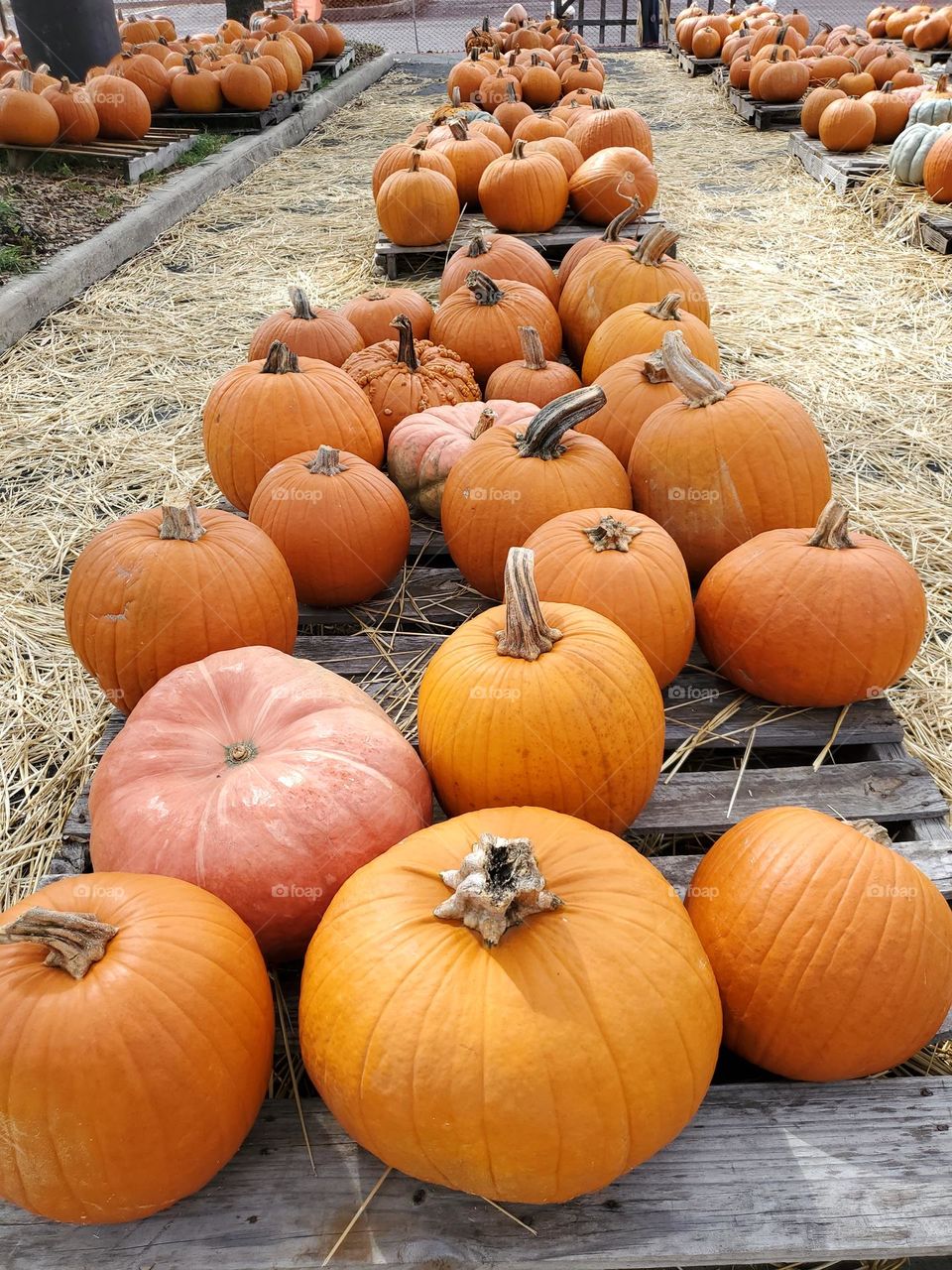 Pumpkin picking