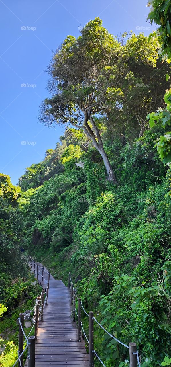 Beautiful forest walking trail in Stormsriver National Park in South Africa