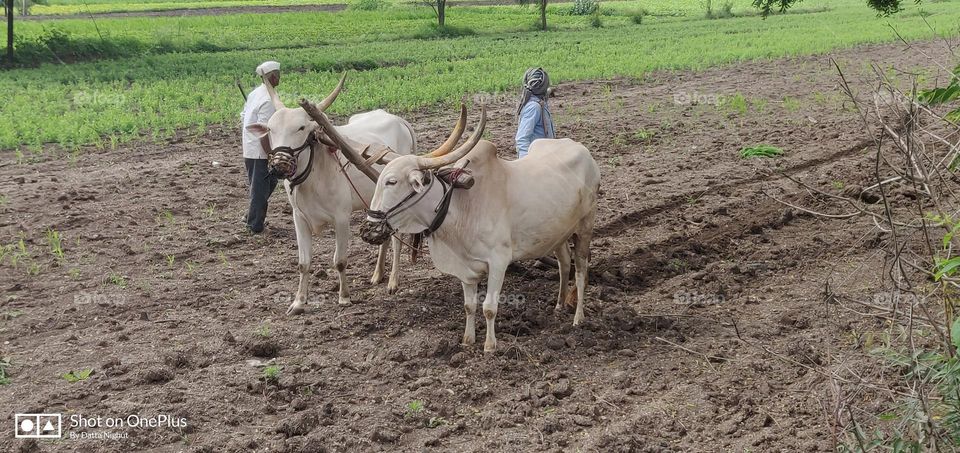 indian farmers in field with cow stock photos and images available or start a new search to explore more stock photos and images.