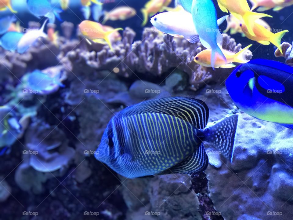 Underwater, Fish, Aquarium, Coral, Swimming