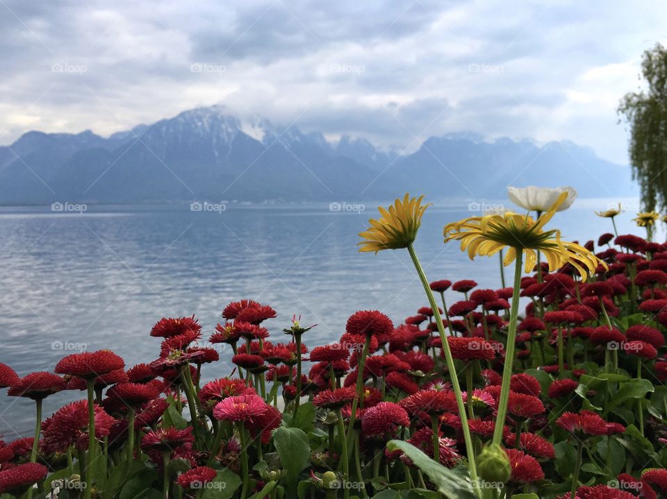 Lake and flowers 