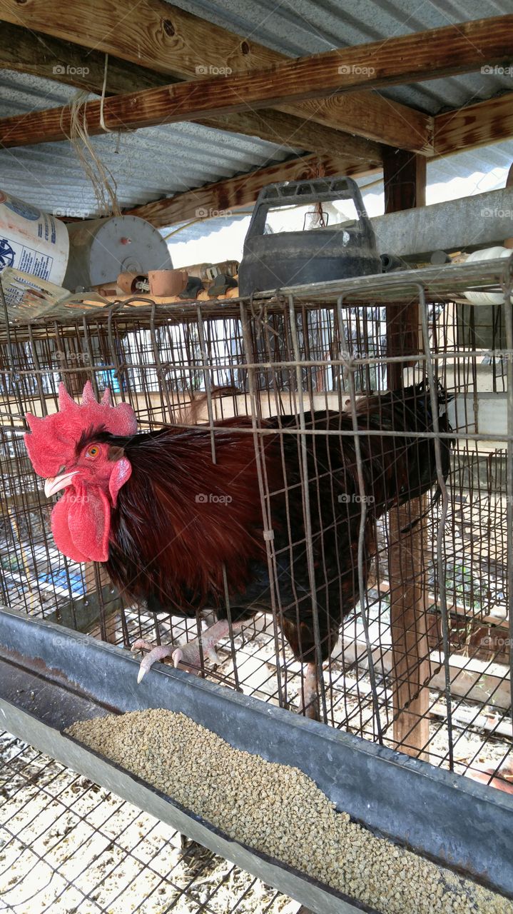 Rhode Island Rooster