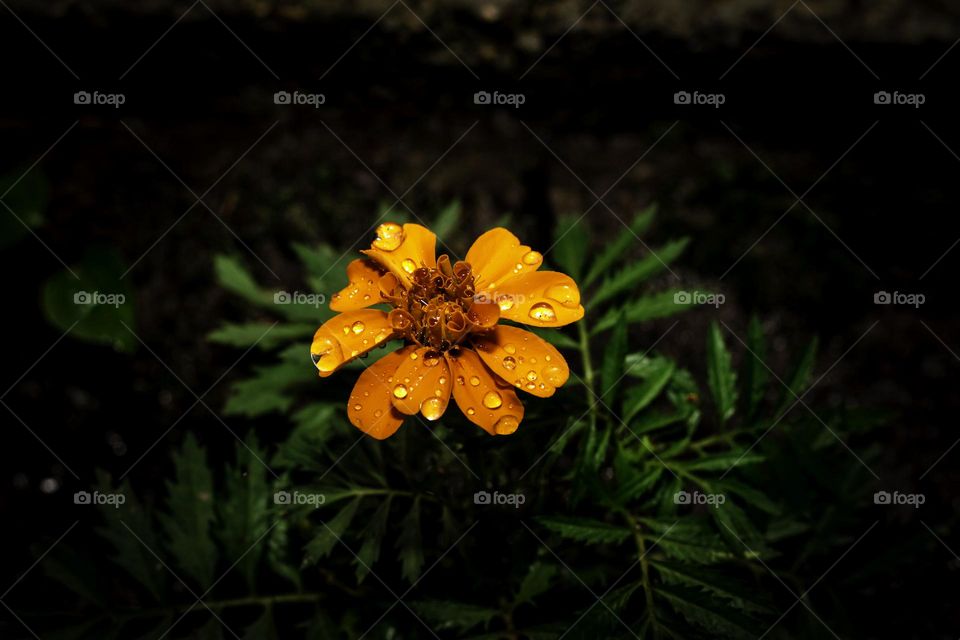 The night has fallen, the dewdrops have fallen, it is the flowers in the garden, waiting for the light to come again.