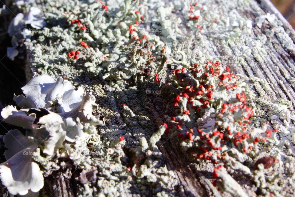 Red and lichen