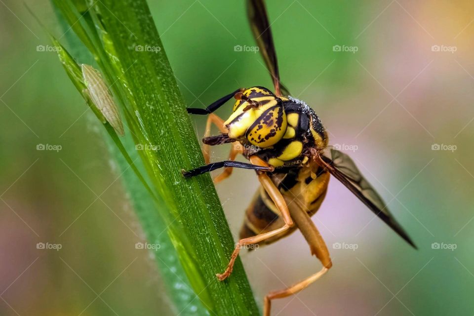 A Broad-banded Hornet Fly mimics a bee to deter predators. 
