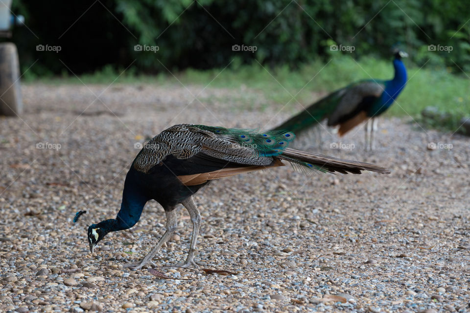 Peacock eating