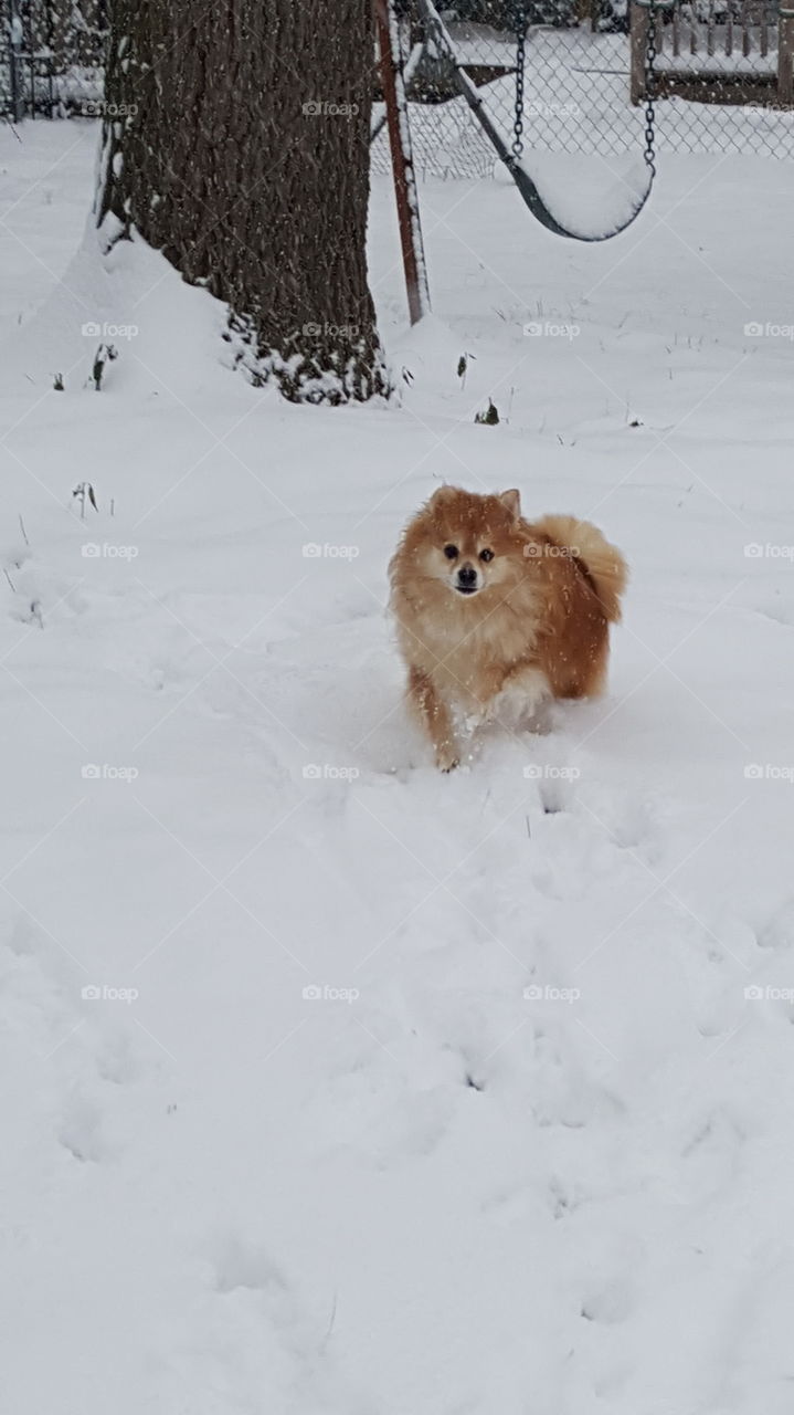 Pom in the Snow