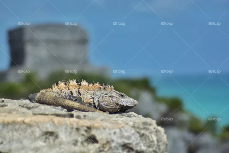 Reptile
