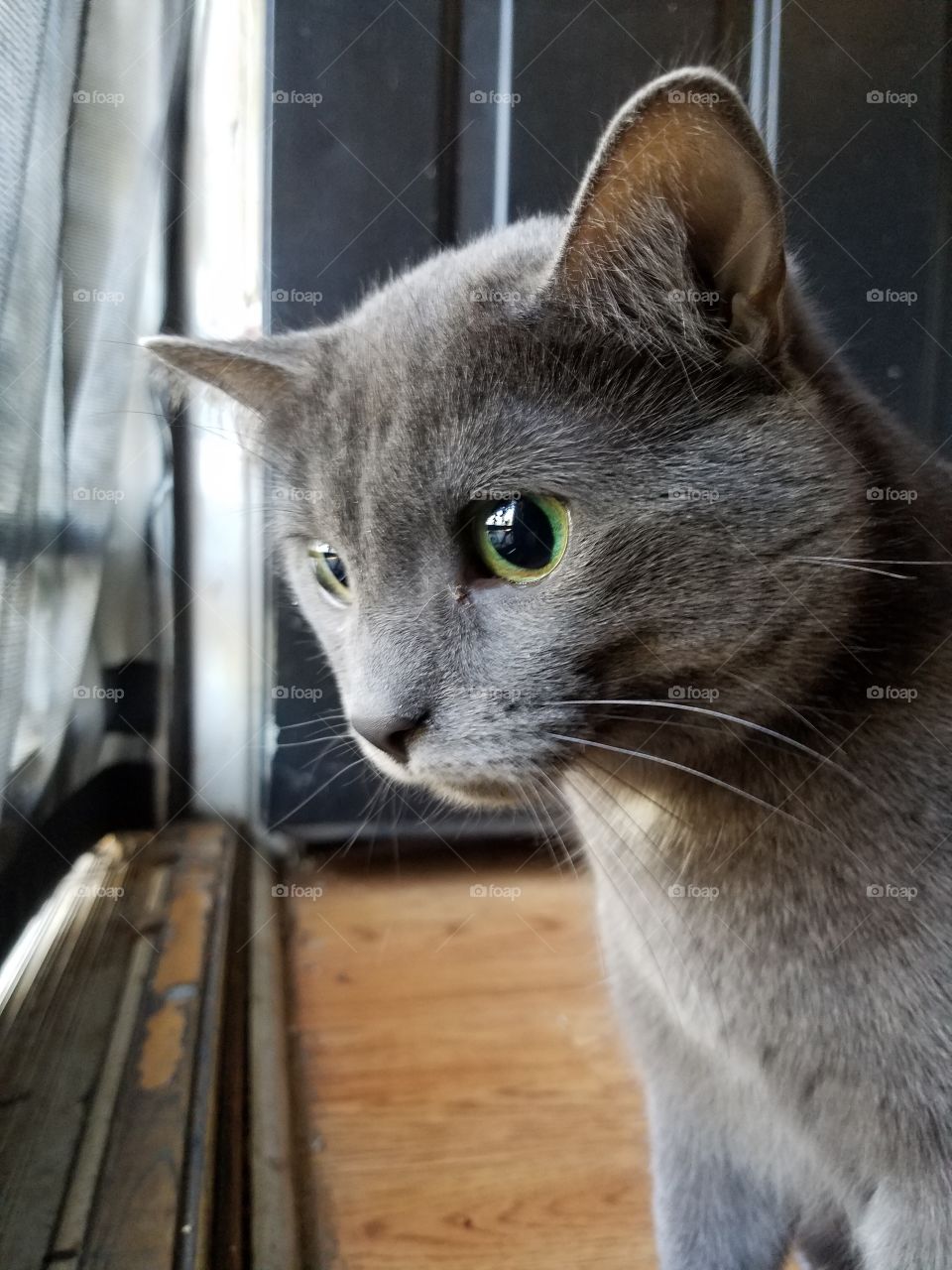 grey cat watching door