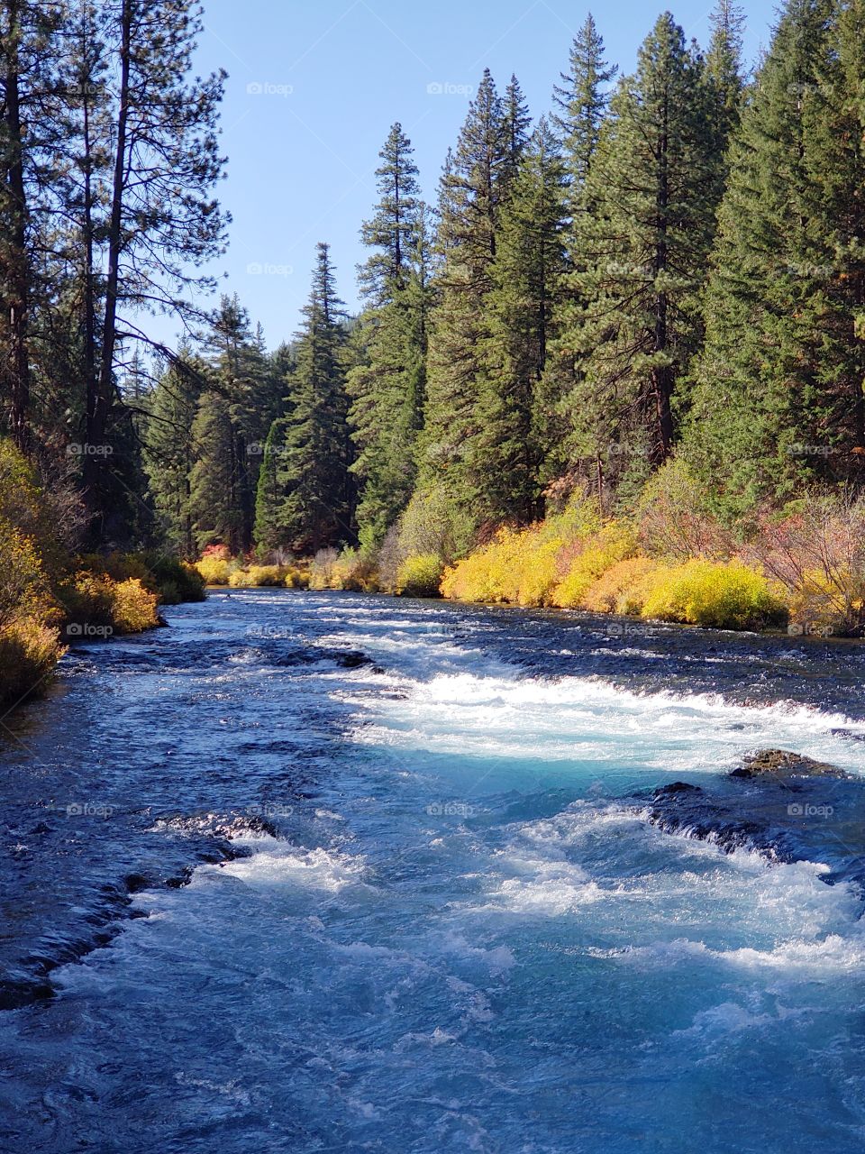 Stunning fall colors on the riverbanks of the turquoise waters of the Metolius River at Wizard Falls in Central Oregon on a sunny autumn morning. 