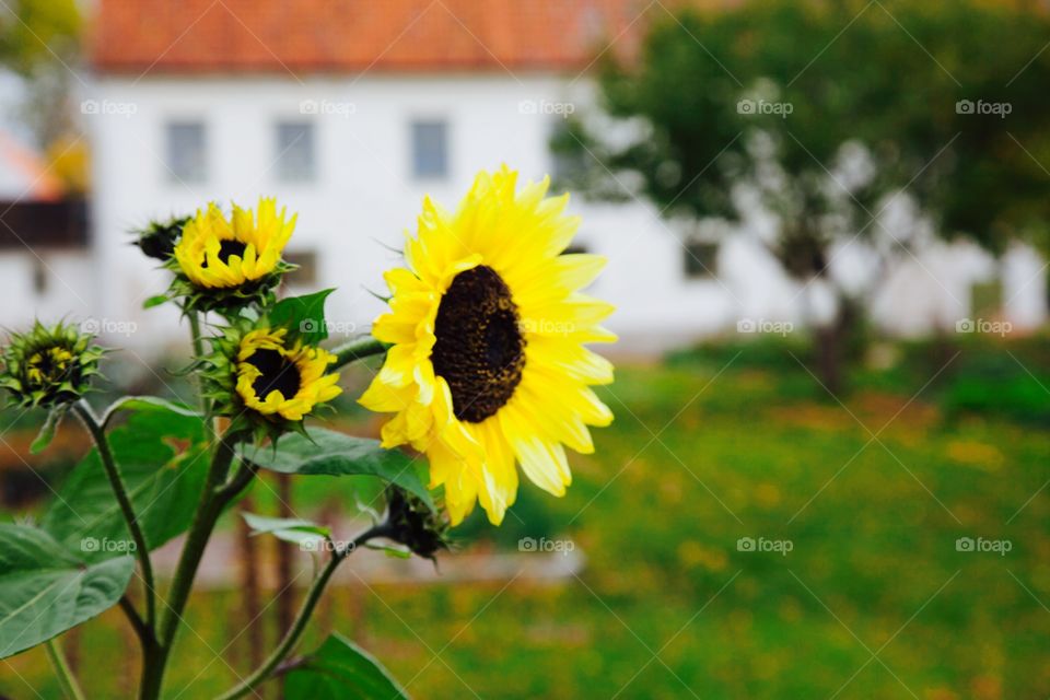 Sunflower