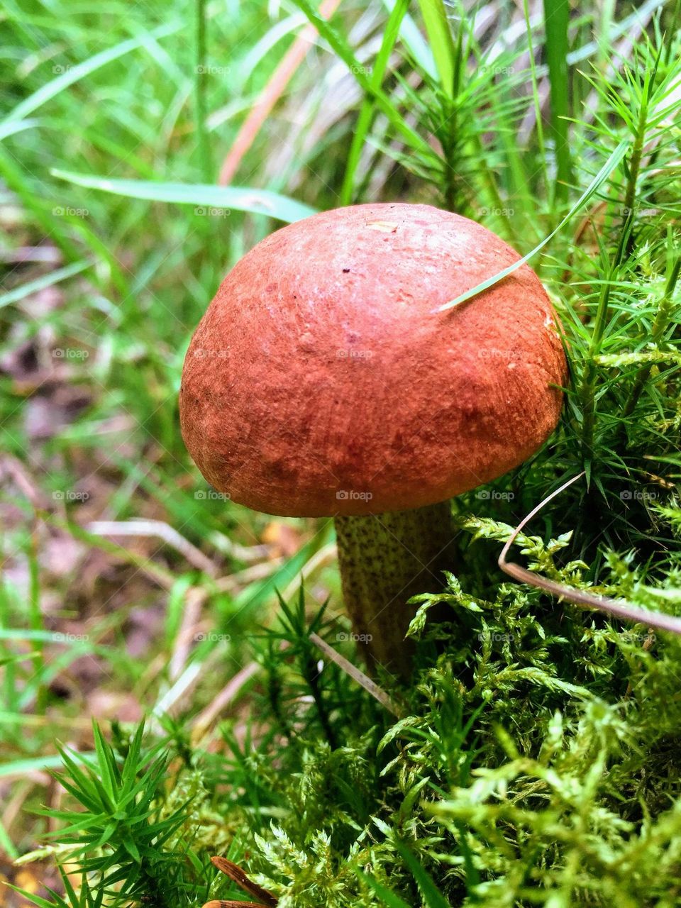 Single red orange cap Leccinum aurantiacum boletus fungi growing among the moss