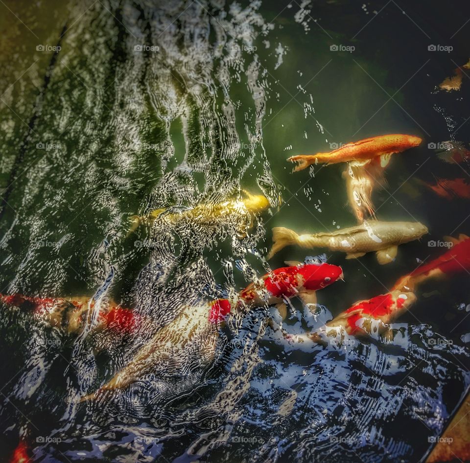 Cranberry of Thailand @Donwhai Temple 