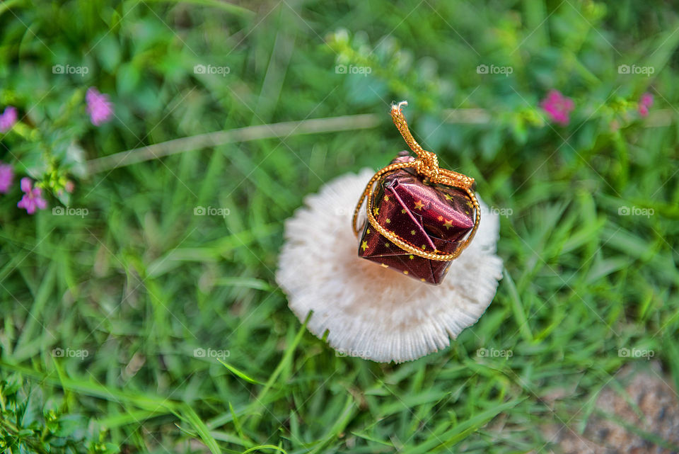 present on the mushroom