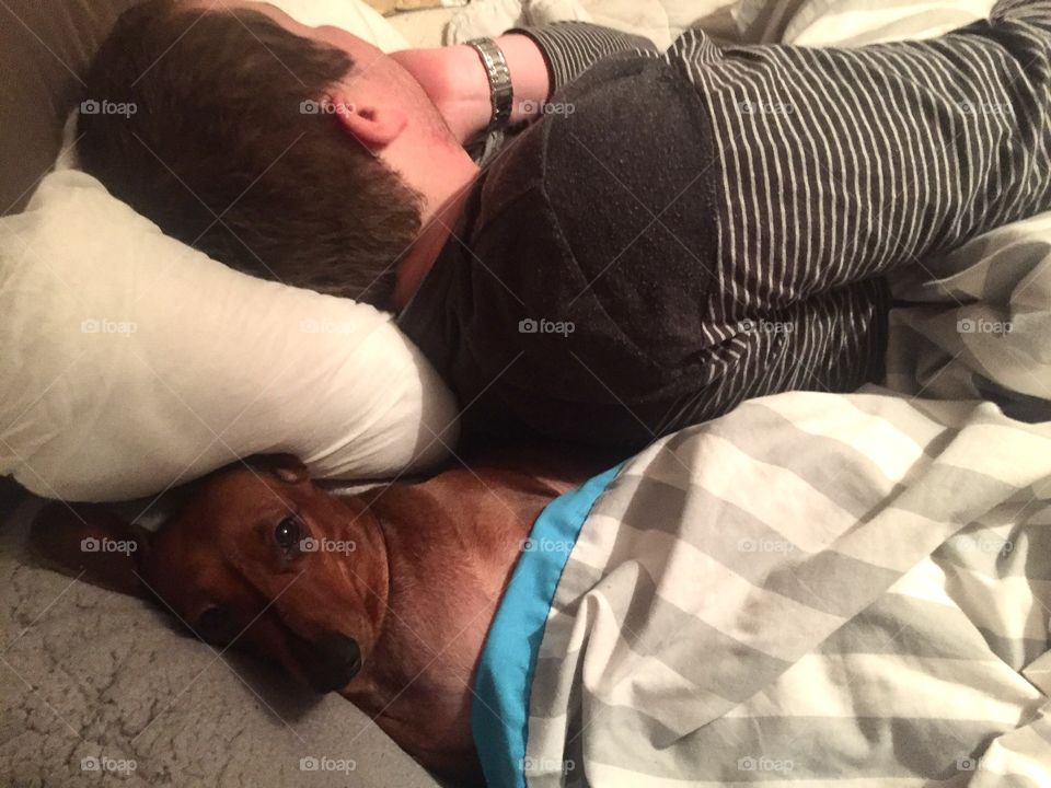 Miniature Dachshund Dog Tucked Into Bed