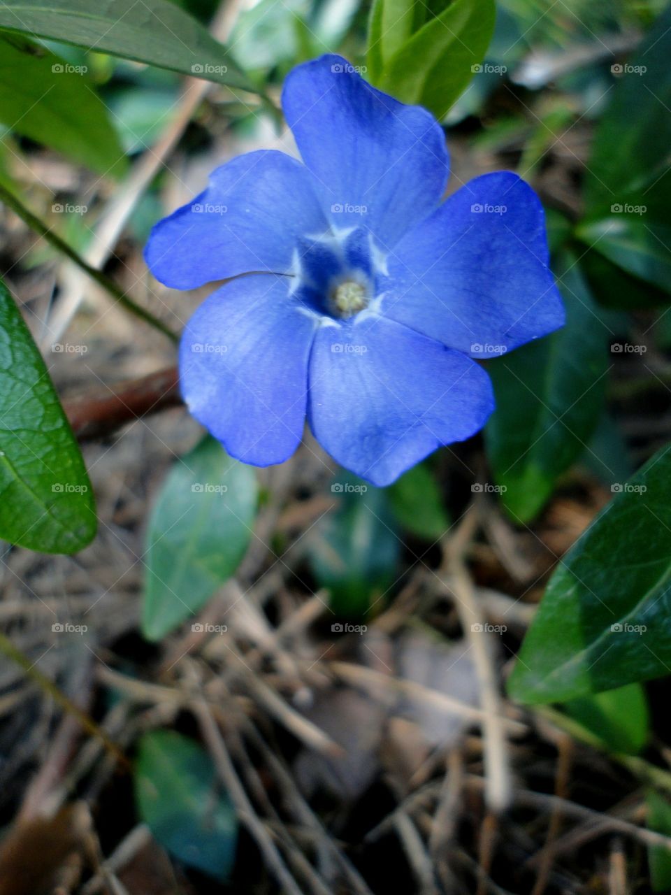 Nature, Flora, Leaf, Garden, Flower