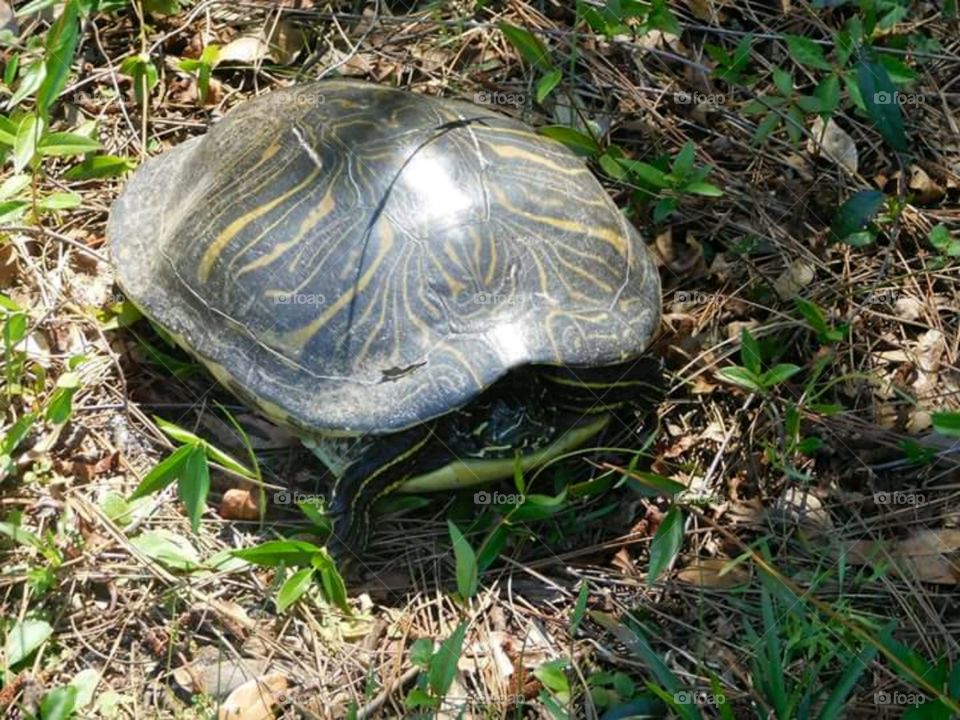 Sun bathing turtle