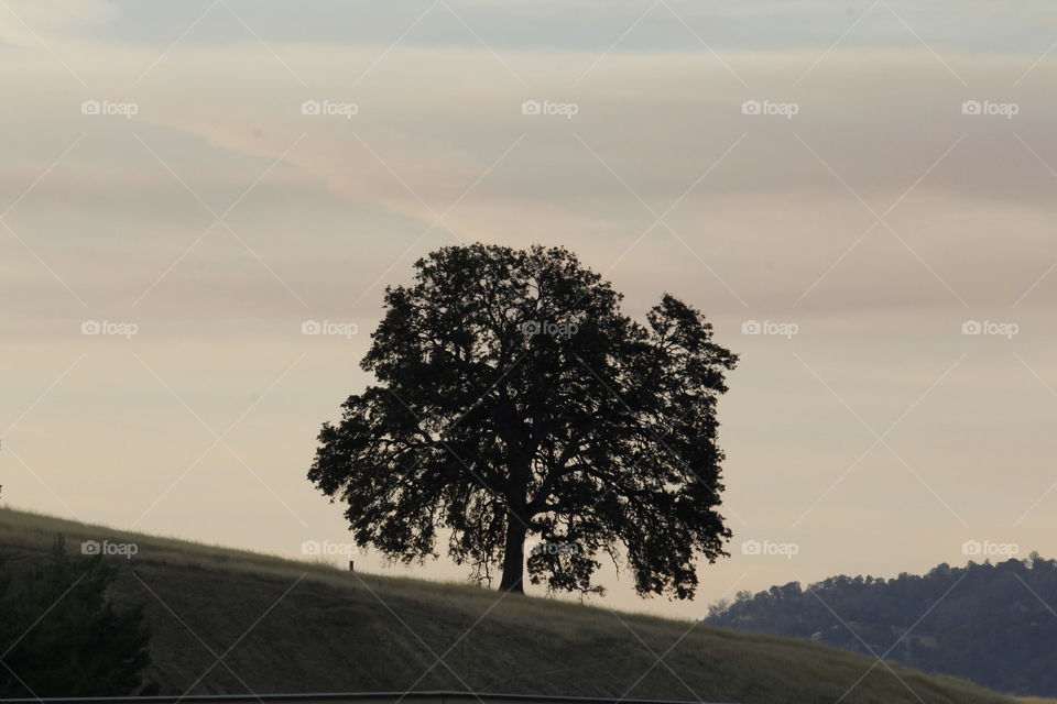 landscape tree