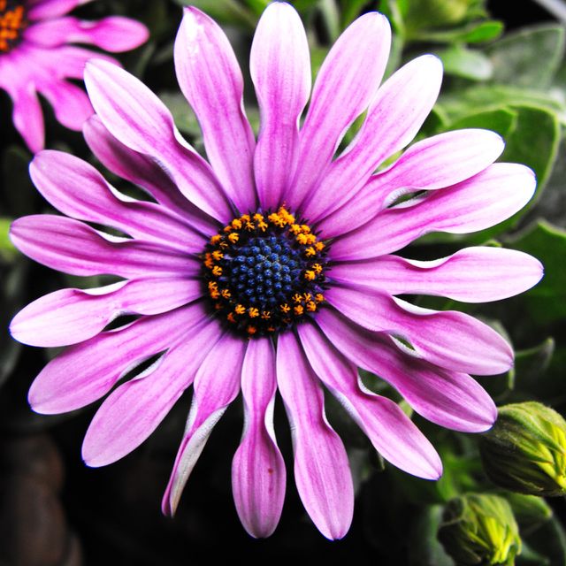 perfect flower