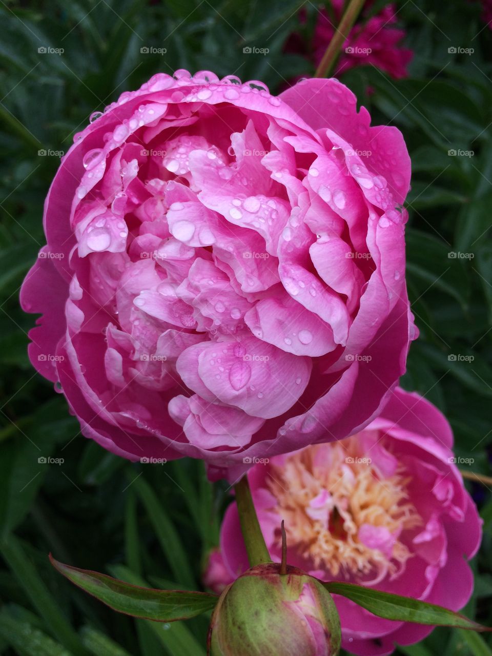 Peony 