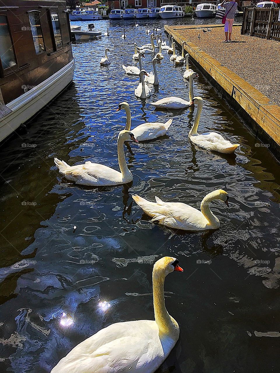 Swans swimming 
