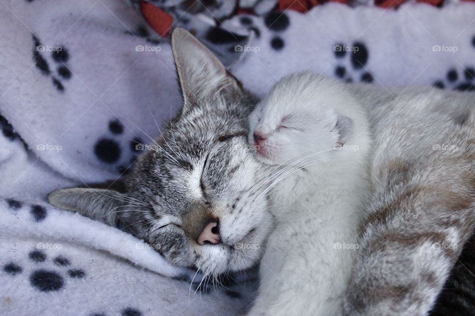 Mama Katniss and her kitten cuddling 