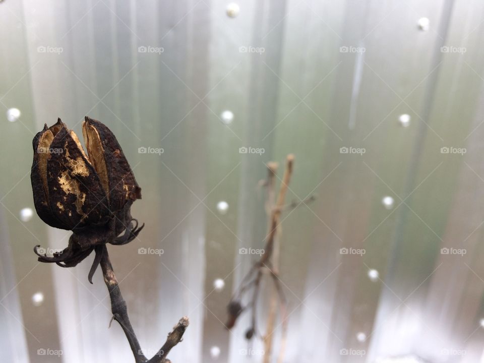 Seed pod on fruit farm