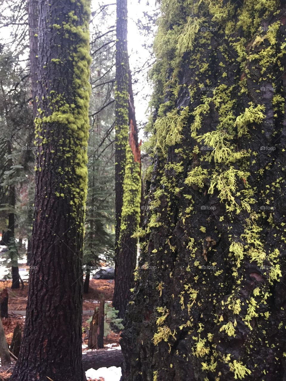 Moss on tree trunks in the winter time