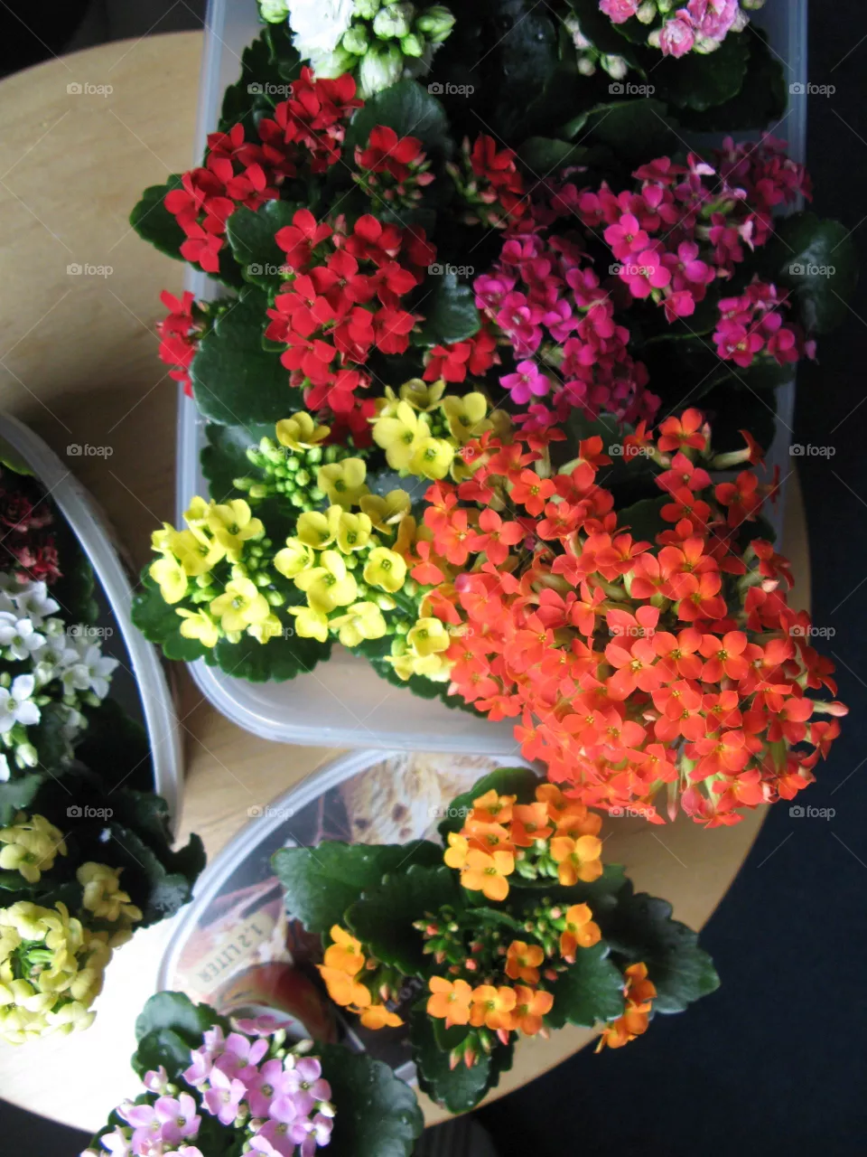 Kalanchoe Flowers