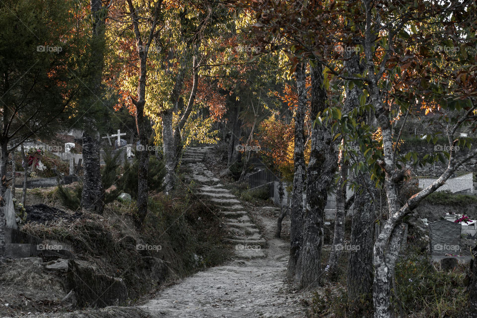 Couldn't help but to stop and take a shot of this beautiful dusk moment in an old cemetery area.
The beautiful sunlight on the Treetops was just amazing.
In Ukhrul, Manipur, India.