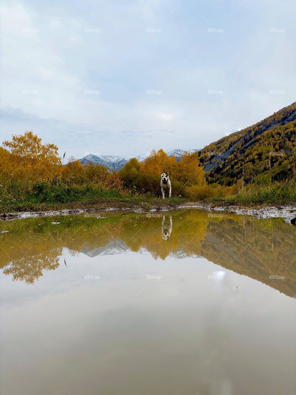 dog reflected in a large autumn puddle