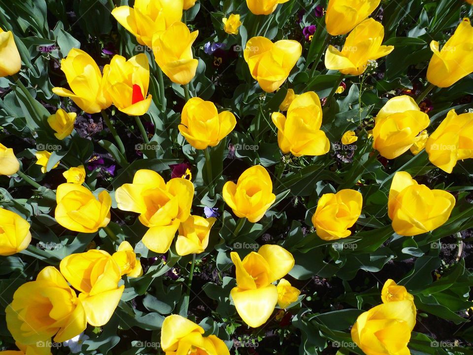 yellow tulips in a flower bed