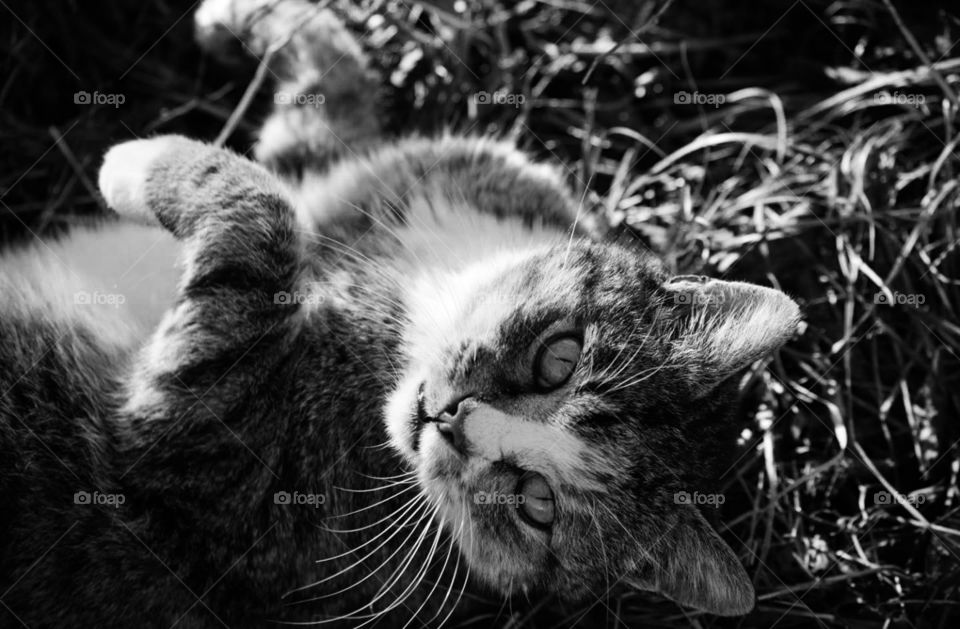 Cat posing for a picture lying down in the grass.