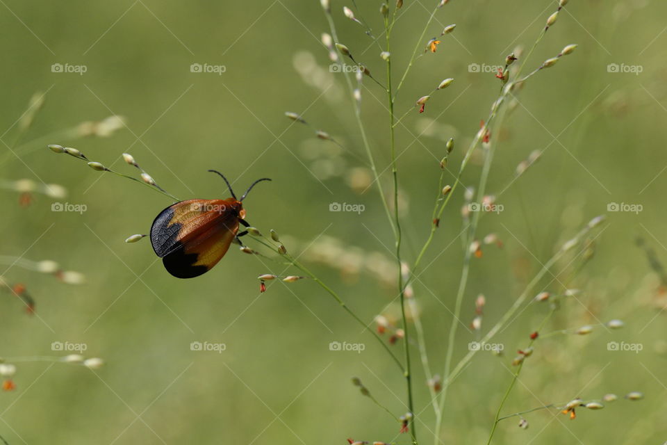 Beetle on a grass flower