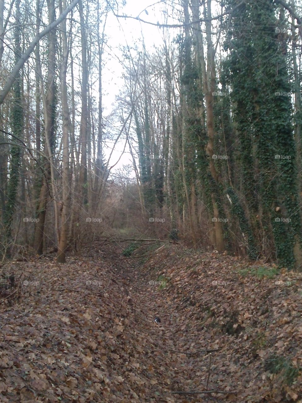 autumn woodland