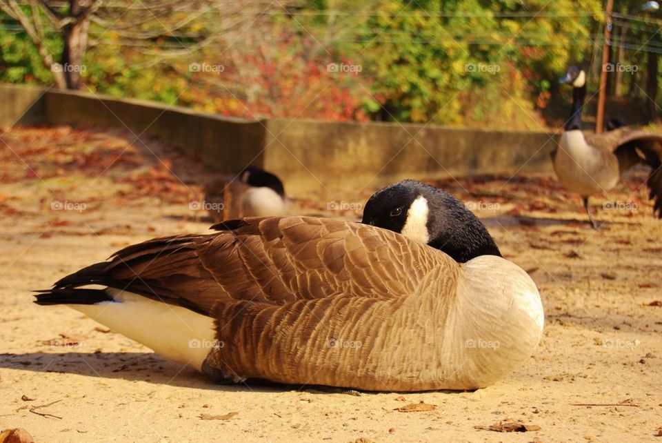 Canadian Goose in the Sunshine