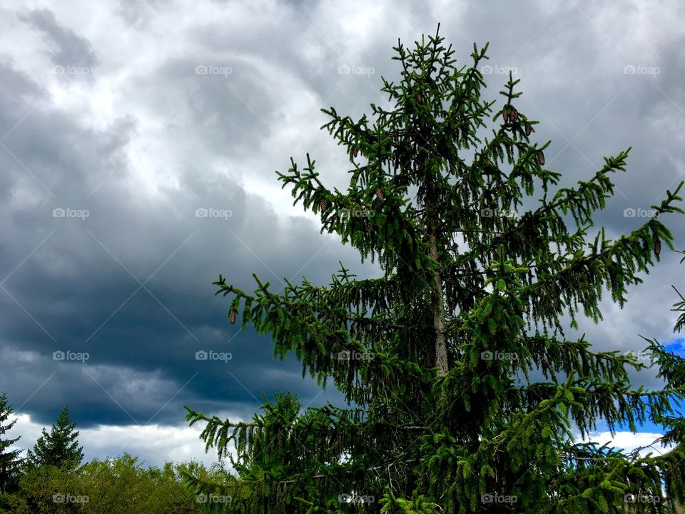 Pine tree and thunderstorms