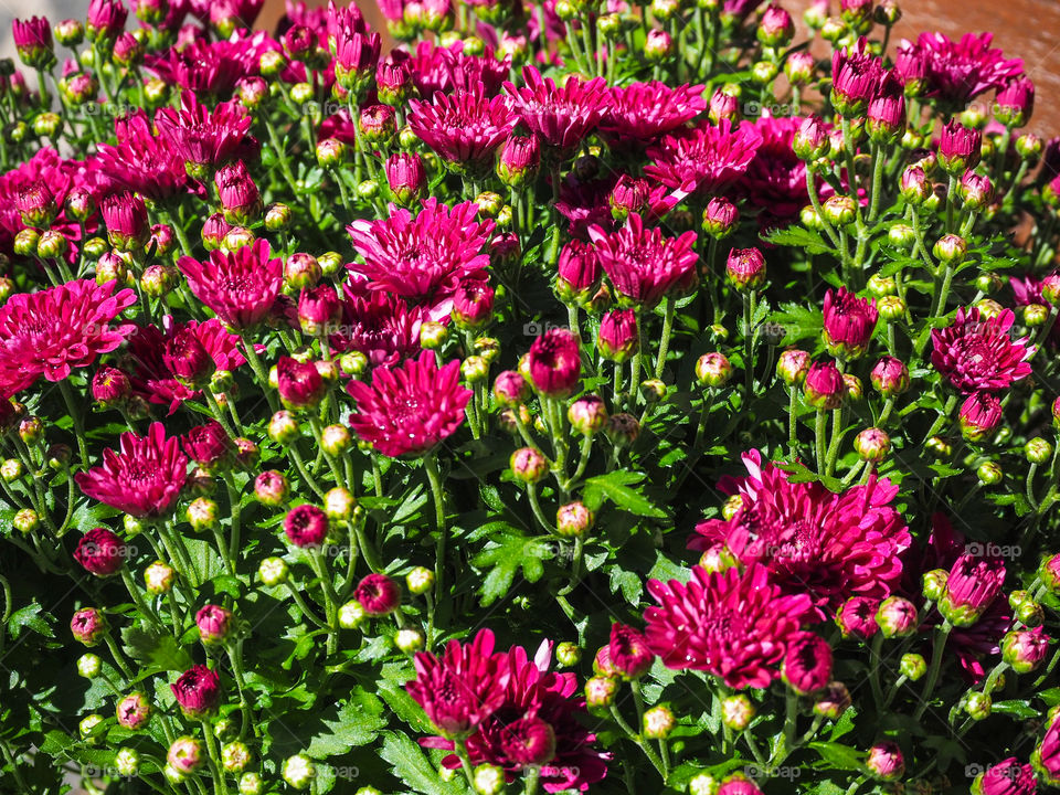 Chrysanthemum flowers. 