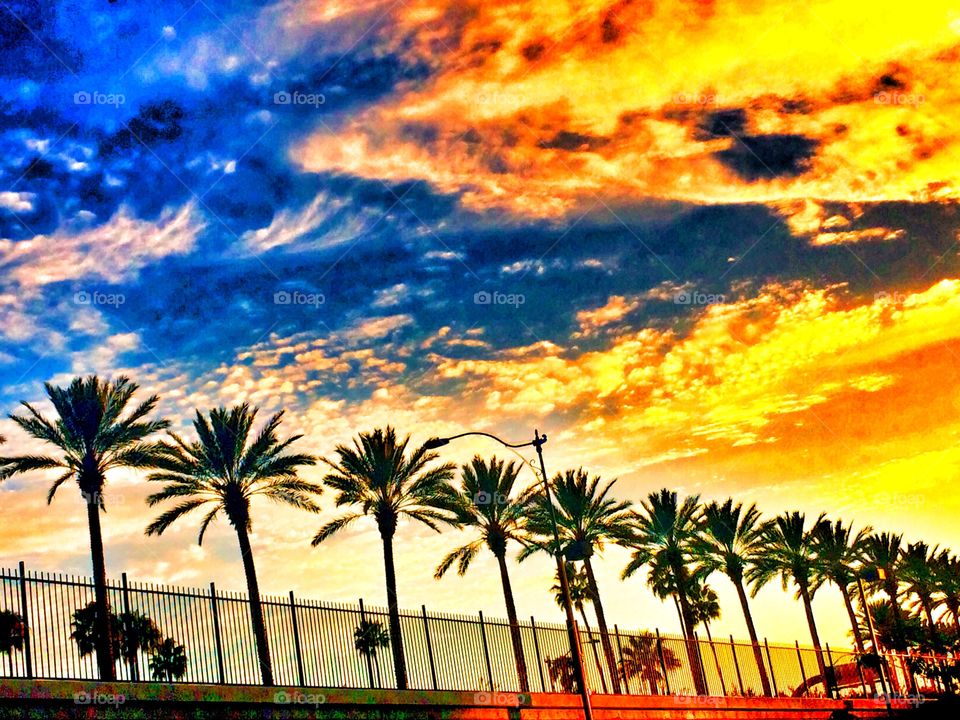 Palm tree lineup in the city 