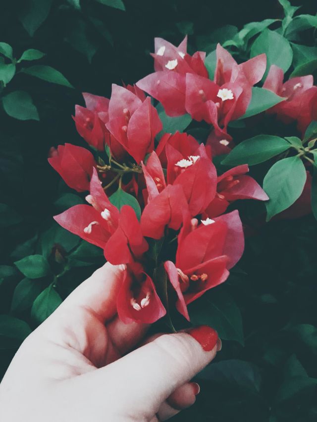 Flores